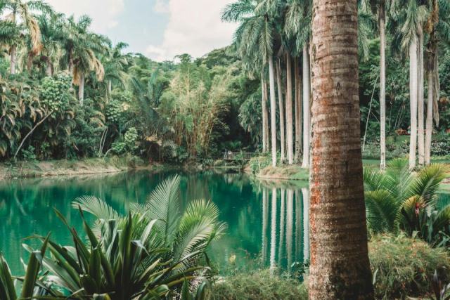 Jardin botanique de Deshaies : excursion nature pres de Bouillante