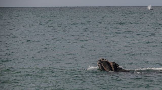 Observer les baleines a bosse depuis Bouillante