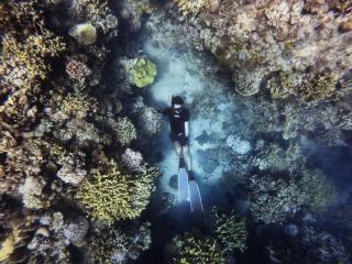 Snorkeling : un appui sur le corail suffit à tuer la colonie