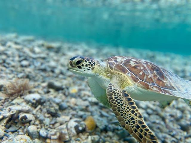 Nager avec les tortues marines a Bouillante