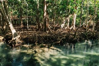 Mangrove de Guadeloupe : écosystème et excursions en kayak