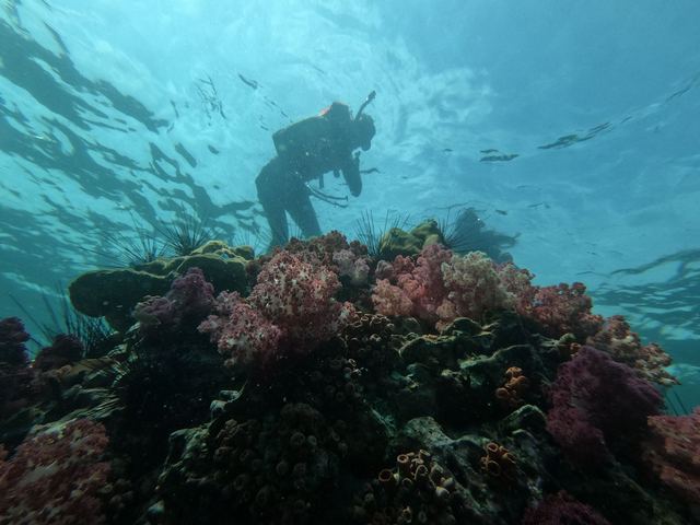 Open Water ou Niveau 1 : quelles plongées sont accessibles depuis Bouillante ? Open Water ou Niveau 1 : quelles plongées sont accessibles depuis Bouillante ?