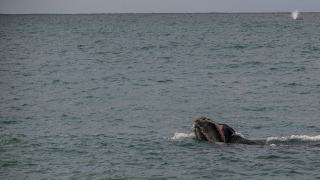 Observation des baleines a Bouillante : saison et sorties