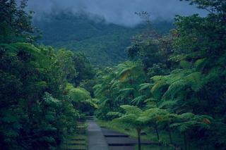 Parc national de la Guadeloupe : forêt tropicale et sentiers