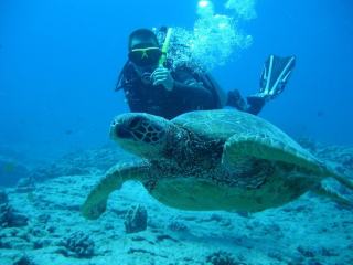 Réserve Cousteau : plongée, snorkeling et îlets Pigeon