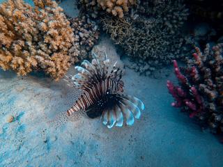 Poisson lion en Guadeloupe, une invasion qui se laisse approcher