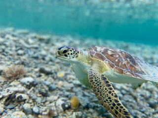 Observation des tortues marines a Bouillante et Malendure
